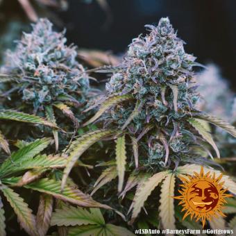 LSD Auto - картинка 4