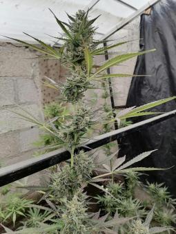 Sherbet Auto - картинка 2