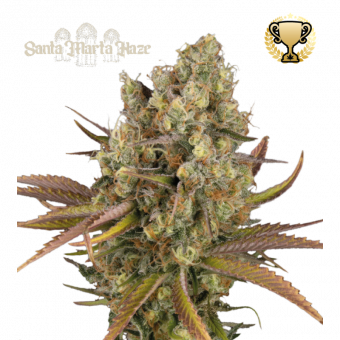 Santa Marta Haze Auto - картинка 1