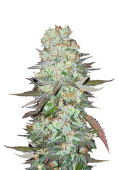 G14 Auto - картинка 1