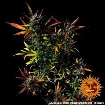 Glue Gelato Auto - картинка 4