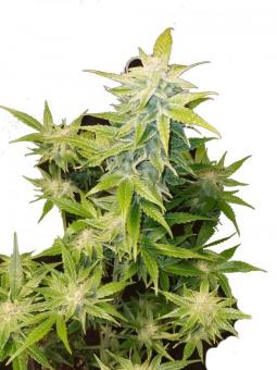 Blue Dream Auto - картинка 1