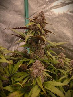Orange Sherbet Auto - картинка 2