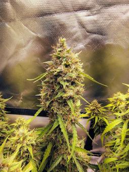 Jack Herer - картинка 3