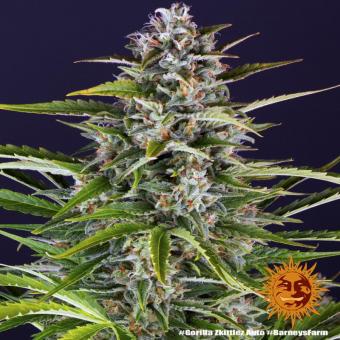 Gorilla Zkittlez Auto - картинка 2