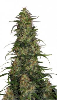 CBD-Chronic - картинка 4