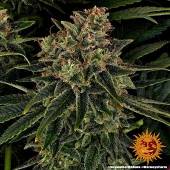 Skywalker OG Auto - картинка 8