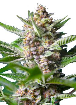 Purple Punch OG - картинка 5