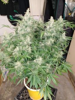 Sweet Bourbon Auto Kush - картинка 8