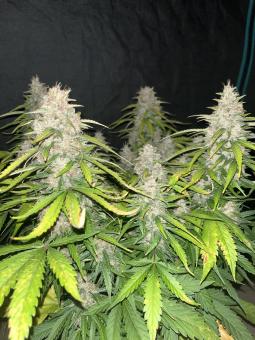 King's Juice Auto - картинка 4