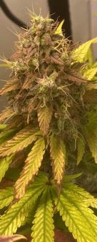 Black Rainbow - картинка 5