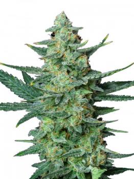 Vesta Autoflowering