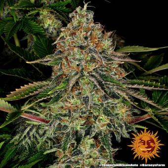 Tangerine Dream Auto - картинка 6