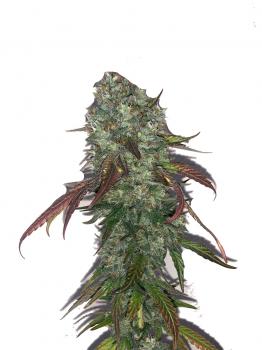 Sweet Madness Auto