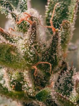 Auto THC-Victory - картинка 4