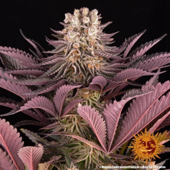 Mimosa x Orange Punch - картинка 11