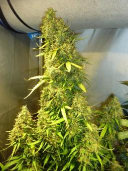 Fast Bud #2 Auto - картинка 2