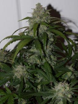 Tangie Auto - картинка 8