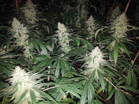 Og Confidential - картинка 4
