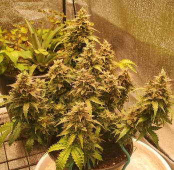Skunk Auto - картинка 9