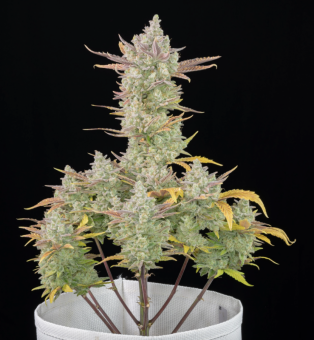 Gorilla Cookies Auto - картинка 3
