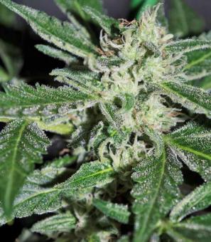 Blue Dream Auto - картинка 3