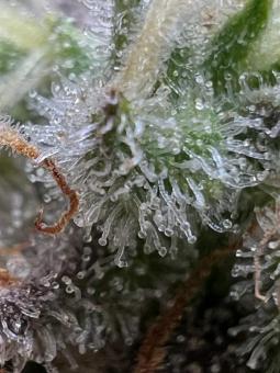 Super Silver Haze - картинка 3