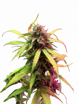 Easy Bud - картинка 6