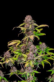 Lemon Cherry Cookies Auto - картинка 5