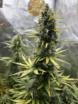 Amnesia Zkittlez Auto - картинка 4