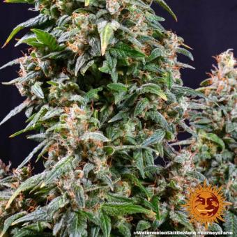 Watermelon Zkittlez Auto - картинка 7