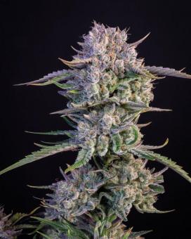 Strawberry Gorilla Auto - картинка 2
