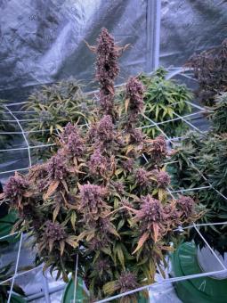 Gorilla Punch Auto - картинка 5