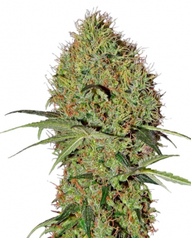 Super Bud Auto - картинка 5