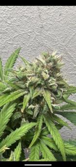 Exodus Cheese - картинка 7