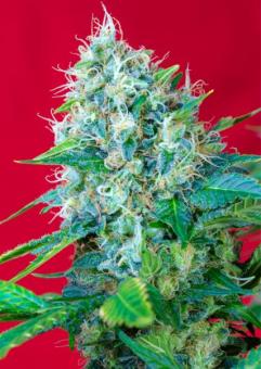 Green Poison - картинка 2