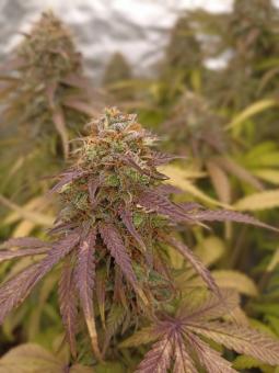 Gorilla Girl XL Auto - картинка 7