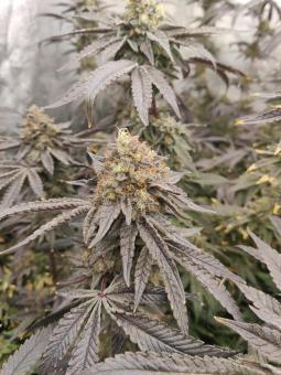 Super Lemon Haze x RS11 - картинка 4