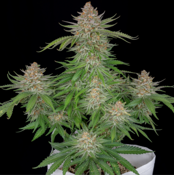 Strawberry Pie Auto - картинка 5