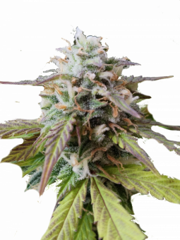 Auto Big Joy genetics - картинка 1