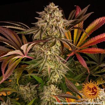 Blue Sunset Sherbert - картинка 7