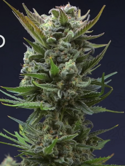Diablo’s Delight XL Auto - картинка 1