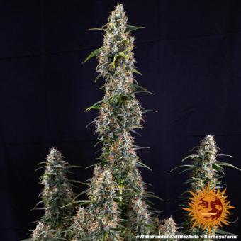 Watermelon Zkittlez Auto - картинка 3