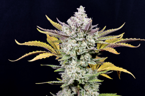 Gorilla Cookies Auto - картинка 2