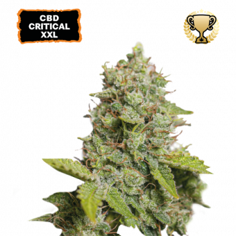 CBD Critical XXL Auto - картинка 1