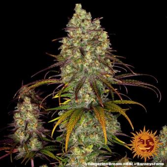 Tangerine Dream - картинка 7