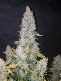 Stardawg Auto - картинка 8