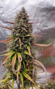 Purple Punch OG XL Auto® - картинка 5