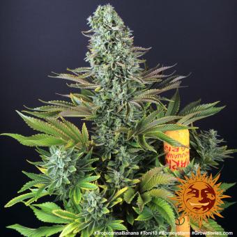 Tropicanna Banana - картинка 7