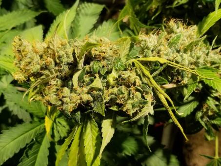 Auto Fresh Candy - картинка 4